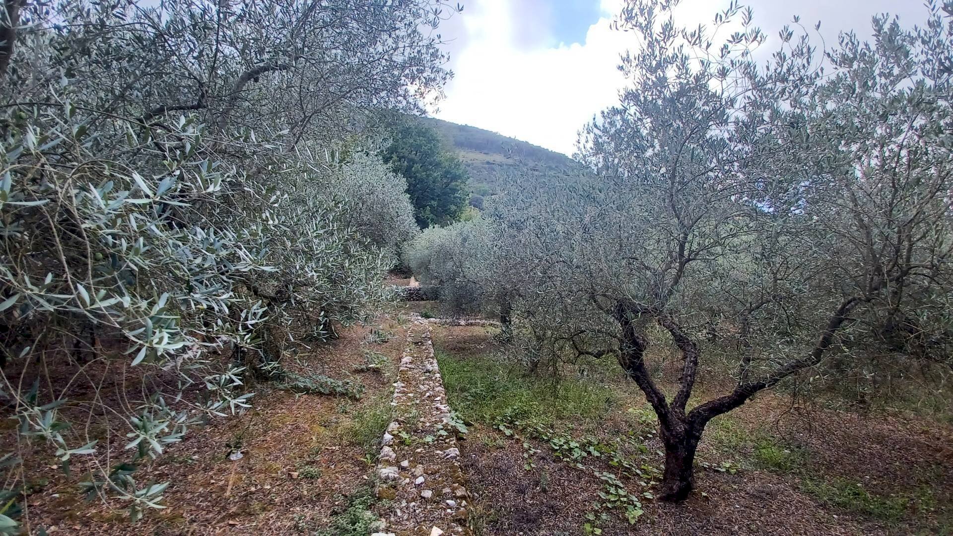Foto 2 - Terreno agricolo Valle Castagna, Sonnino - foto 2