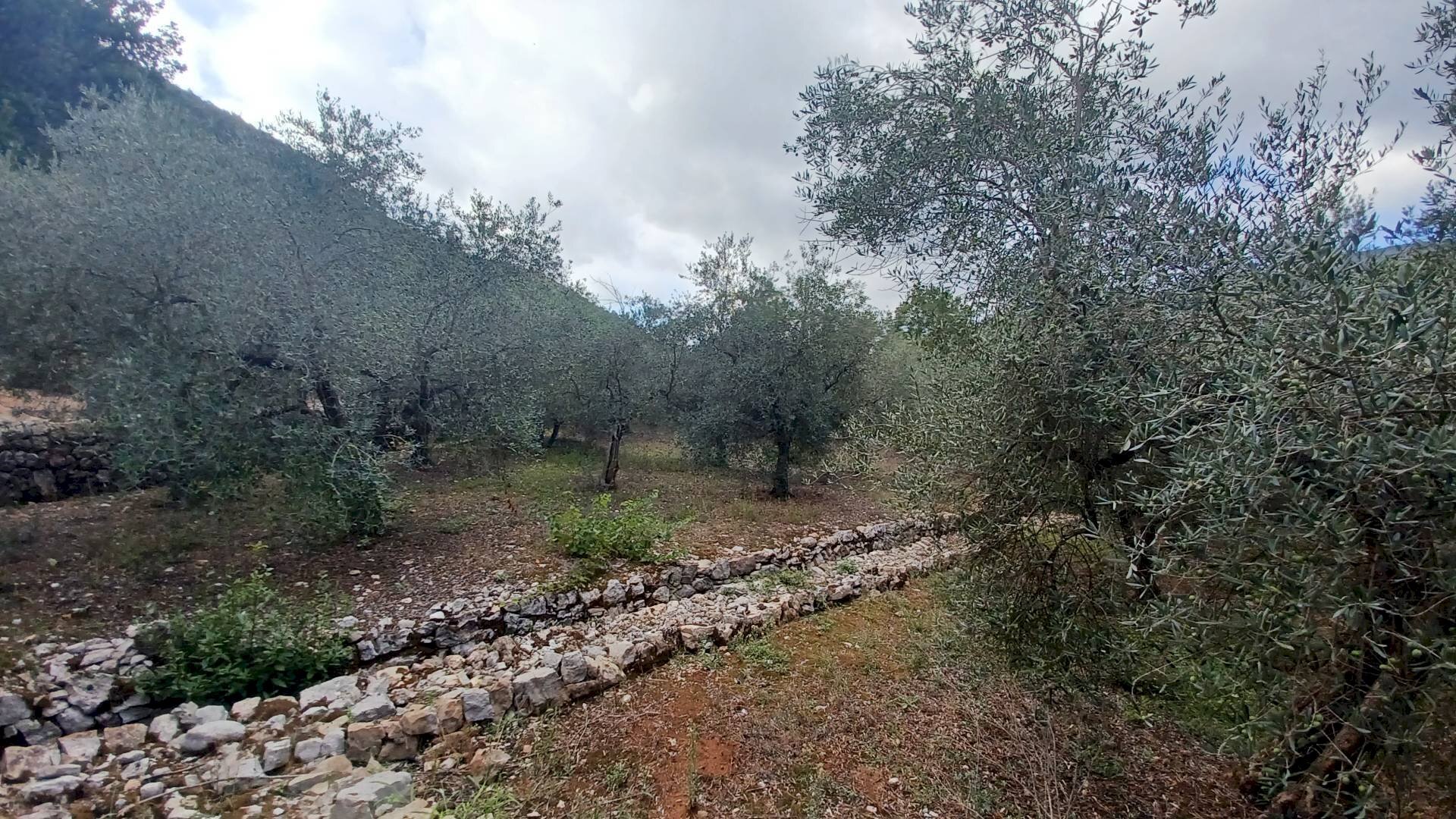 Foto 3 - Terreno agricolo Valle Castagna, Sonnino - foto 3