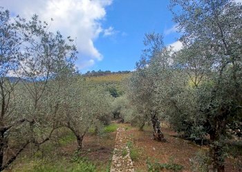Foto 1 - Terreno agricolo Valle Castagna, Sonnino - foto 1