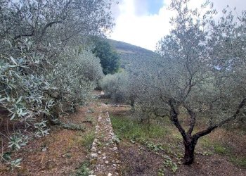 Foto 2 - Terreno agricolo Valle Castagna, Sonnino - foto 2