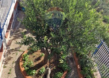 Giardino - Villa contrada Sant onofrio viale degli oleandri, Trabia - foto 40