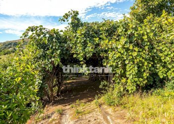 Foto 12 - Rustico Via Tavola, Piedimonte Etneo - foto 12