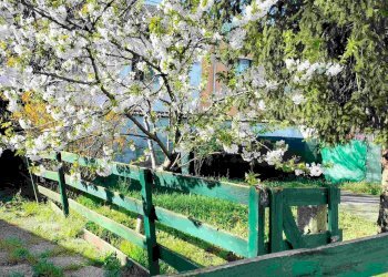 Foto 4 - Casa indipendente strada novi
 
11, Alessandria - foto 4