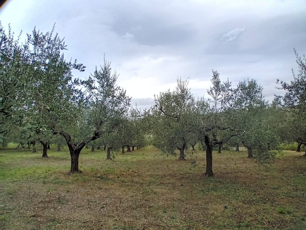 terreno - Terreno agricolo 73HC+HF Manoppello PE, Italia, Manoppello - foto 1