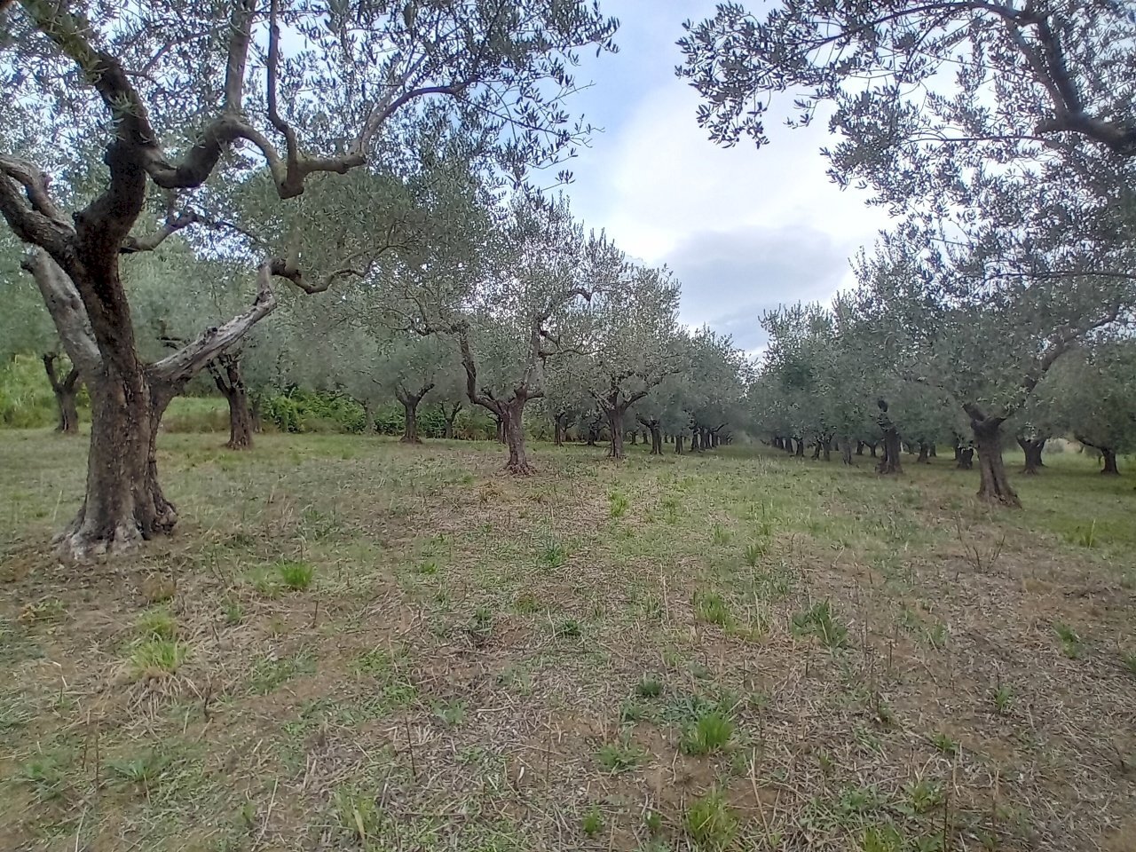 terreno - Terreno agricolo 73HC+HF Manoppello PE, Italia, Manoppello - foto 3