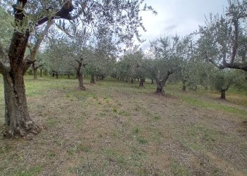 terreno - Terreno agricolo 73HC+HF Manoppello PE, Italia, Manoppello - foto 2