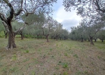 terreno - Terreno agricolo 73HC+HF Manoppello PE, Italia, Manoppello - foto 3