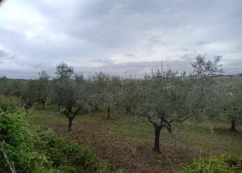 terreno - Terreno agricolo 73HC+HF Manoppello PE, Italia, Manoppello - foto 5