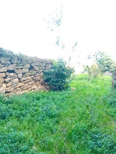 20250311_124500.jpg - Terreno agricolo Via Vignaiuoli, Orsogna - foto 2