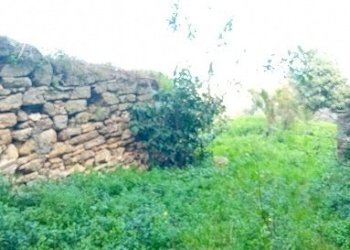 20250311_124500.jpg - Terreno agricolo Via Vignaiuoli, Orsogna - foto 2