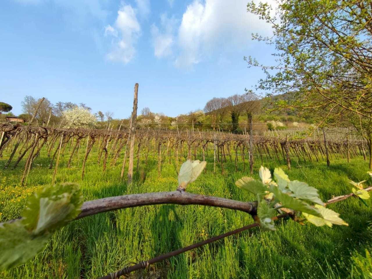 Terreno e Vigneto.jpeg - Agricultural land Brendola - photo 1