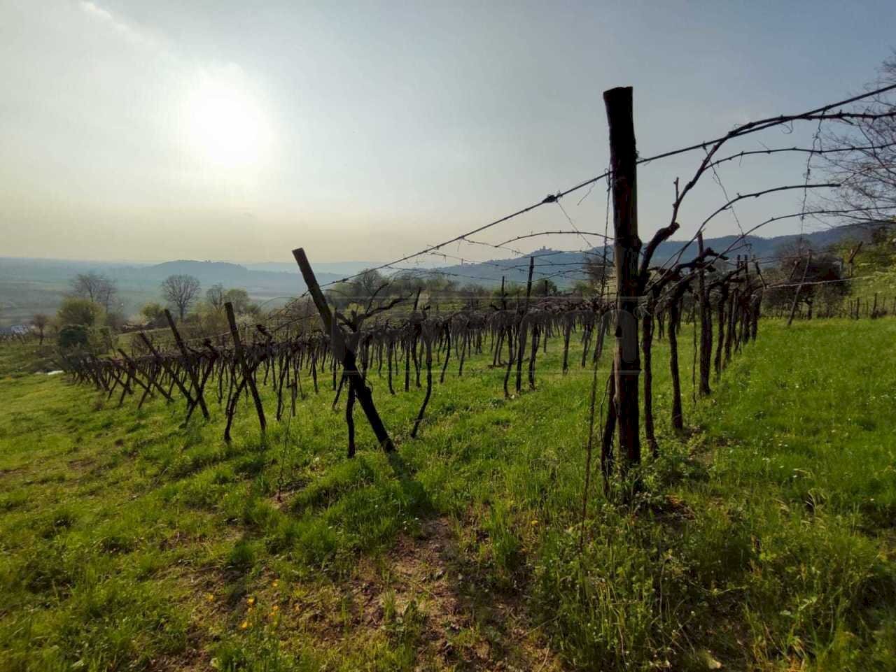 Vigneto.jpeg - Agricultural land Brendola - photo 2