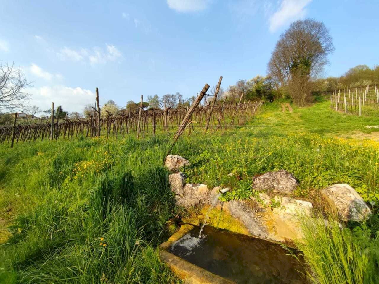 Terreno e Vigneto.36(1).jpeg - Agricultural land Brendola - photo 3