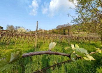 Terreno e Vigneto.jpeg - Terreno agricolo Brendola - foto 1