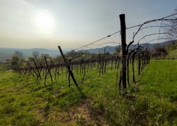 Vigneto.jpeg - Terreno agricolo Brendola - foto 2