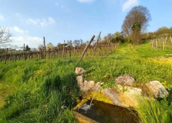 Terreno e Vigneto.36(1).jpeg - Terreno agricolo Brendola - foto 3