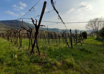 Vigneto.jpeg - Terreno agricolo Brendola - foto 4