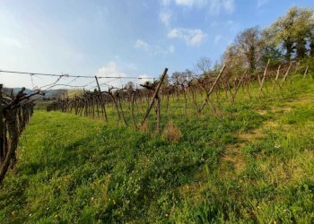 Vigneto.jpeg - Terreno agricolo Brendola - foto 5