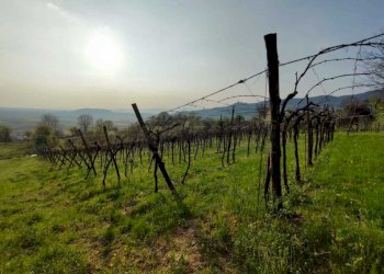 Vigneto.jpeg - Terreno agricolo Brendola - foto 6