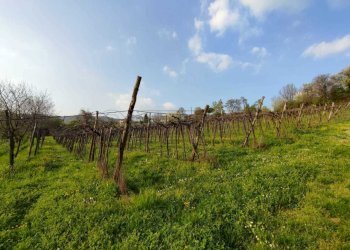 Vigneto.jpeg - Terreno agricolo Brendola - foto 7