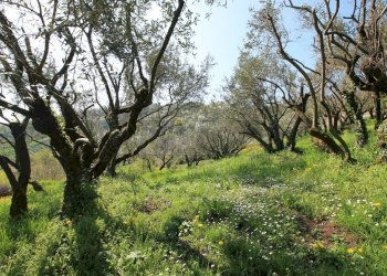 uliveto - Rustico Via San Nicolò 7, Montorso Vicentino - foto 11