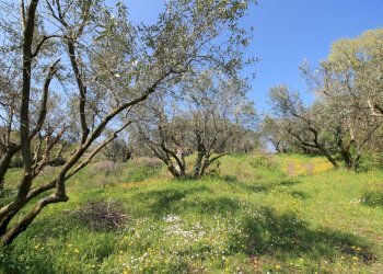 uliveto - Rustico Via San Nicolò 7, Montorso Vicentino - foto 12