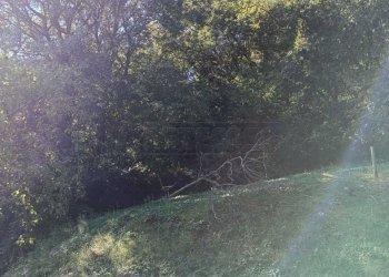 4688a6ff-3e57-4e0b-801c-e0e09fdfa8e6.jpeg - Agricultural land Via Castellaro, Castegnero - photo 13