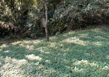 853281fc-68ef-4555-a5d9-828f05cf122a.jpeg - Agricultural land Via Castellaro, Castegnero - photo 15