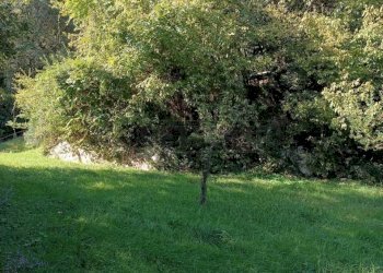 e5ab93ee-75bd-414b-a75a-e7b56032dac7.jpeg - Agricultural land Via Castellaro, Castegnero - photo 22