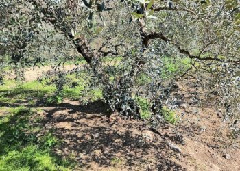 20250305_115657.jpg - Terratetto - Terracielo Via Pelosa 11, Santa Maria a Monte - foto 22