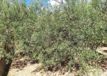 WhatsApp Image 2025-07-31 at 12.12.10.jpeg - Rustico Contrada Sant'Anna 39, Messina - foto 5