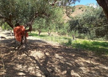 WhatsApp Image 2025-07-31 at 12.12.22 (3).jpeg - Rustico Contrada Sant'Anna 39, Messina - foto 22