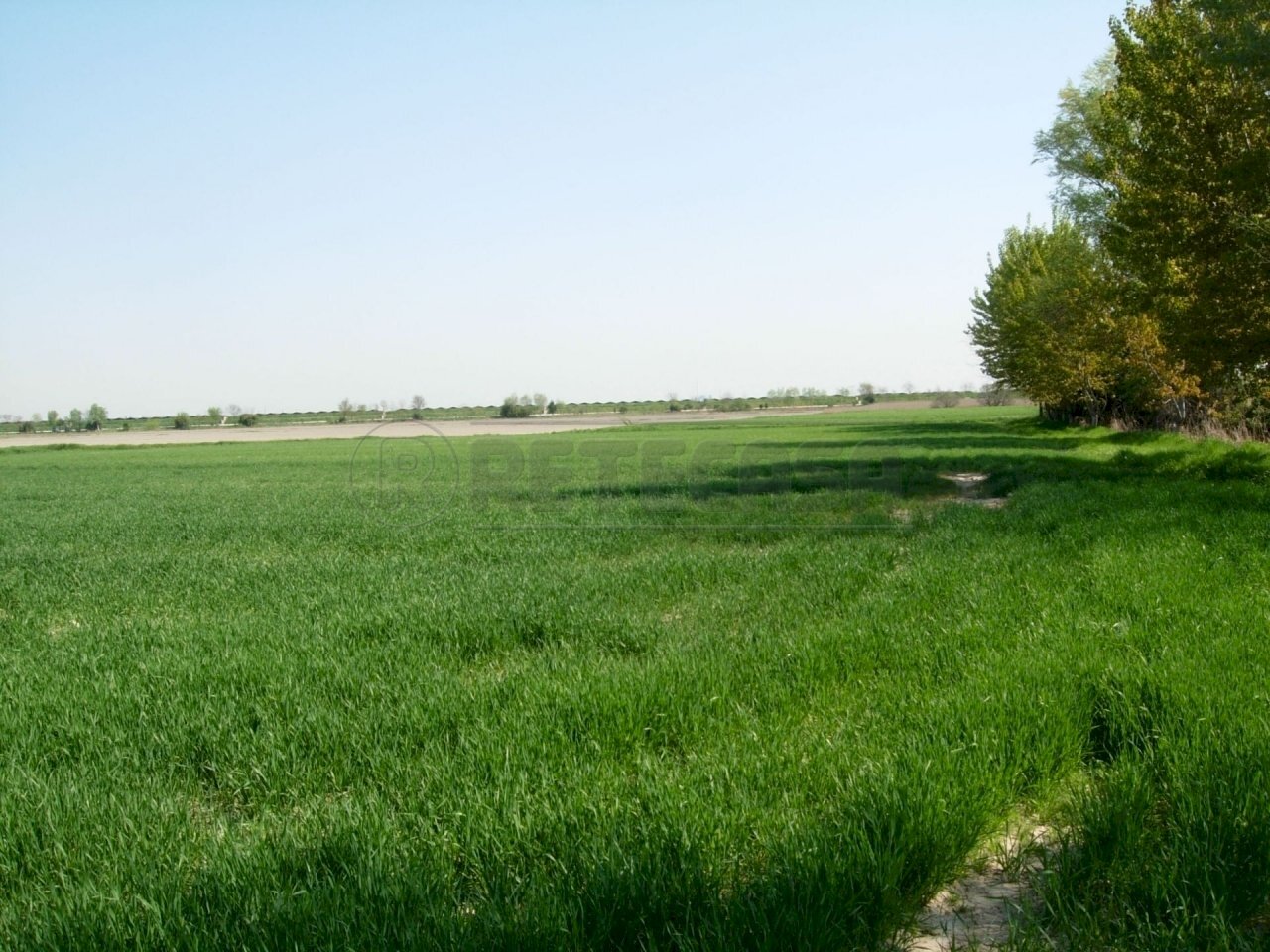 terreno agricolo.jpg - Terreno agricolo Camisano Vicentino - foto 1