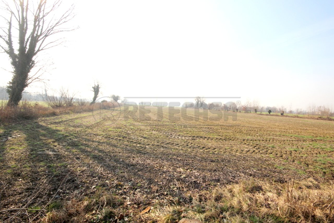 IMG_0005.JPG - Terreno agricolo Camisano Vicentino - foto 2