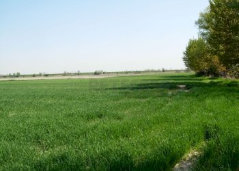 terreno agricolo.jpg - Terreno agricolo Camisano Vicentino - foto 1