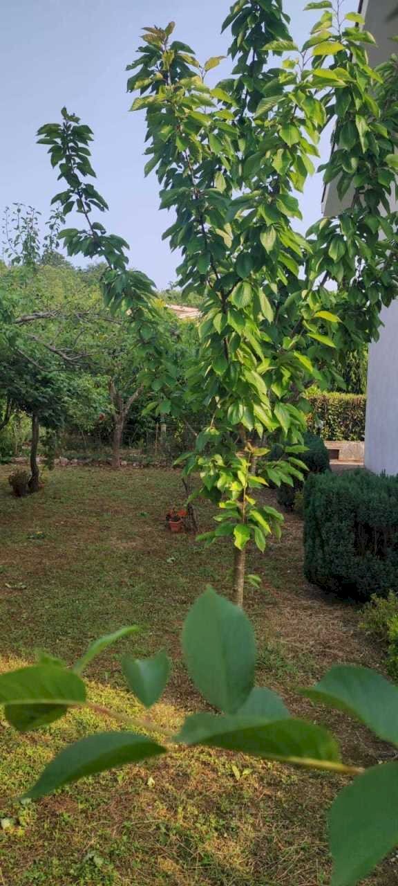 foto 1.jpg - Villa a Schiera Via Cese snc, Castelnuovo Parano - foto 2