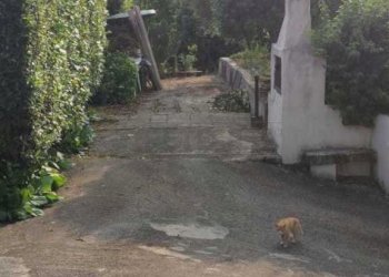 foto 8.jpg - Villa a Schiera Via Cese snc, Castelnuovo Parano - foto 8