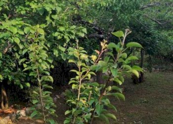 foto 22.jpg - Villa a Schiera Via Cese snc, Castelnuovo Parano - foto 21