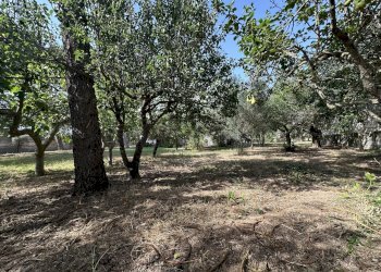 IMG_5808.JPG - Villa Mazara del Vallo - foto 6