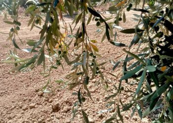 f44c5956-4641-48e4-81e8-8ace5f388203.JPG - Villa Menfi - foto 28