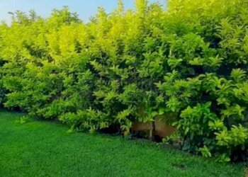 PHOTO-2025-03-29-13-12-41-1.jpg - Villa Petrosino - foto 7