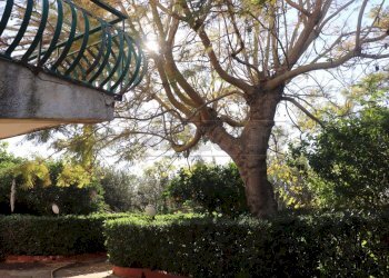 IMG_5423.jpg - Villa Mazara del Vallo - foto 8