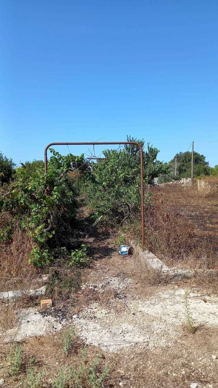 WhatsApp Image 2023-09-11 at 11.41.24(2).jpeg - Terreno agricolo Maglie - foto 1