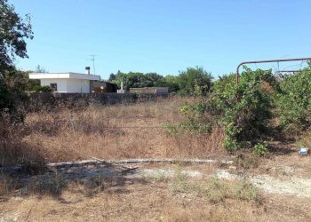 WhatsApp Image 2023-09-11 at 11.41.26(1).jpeg - Agricultural land Maglie - photo 6