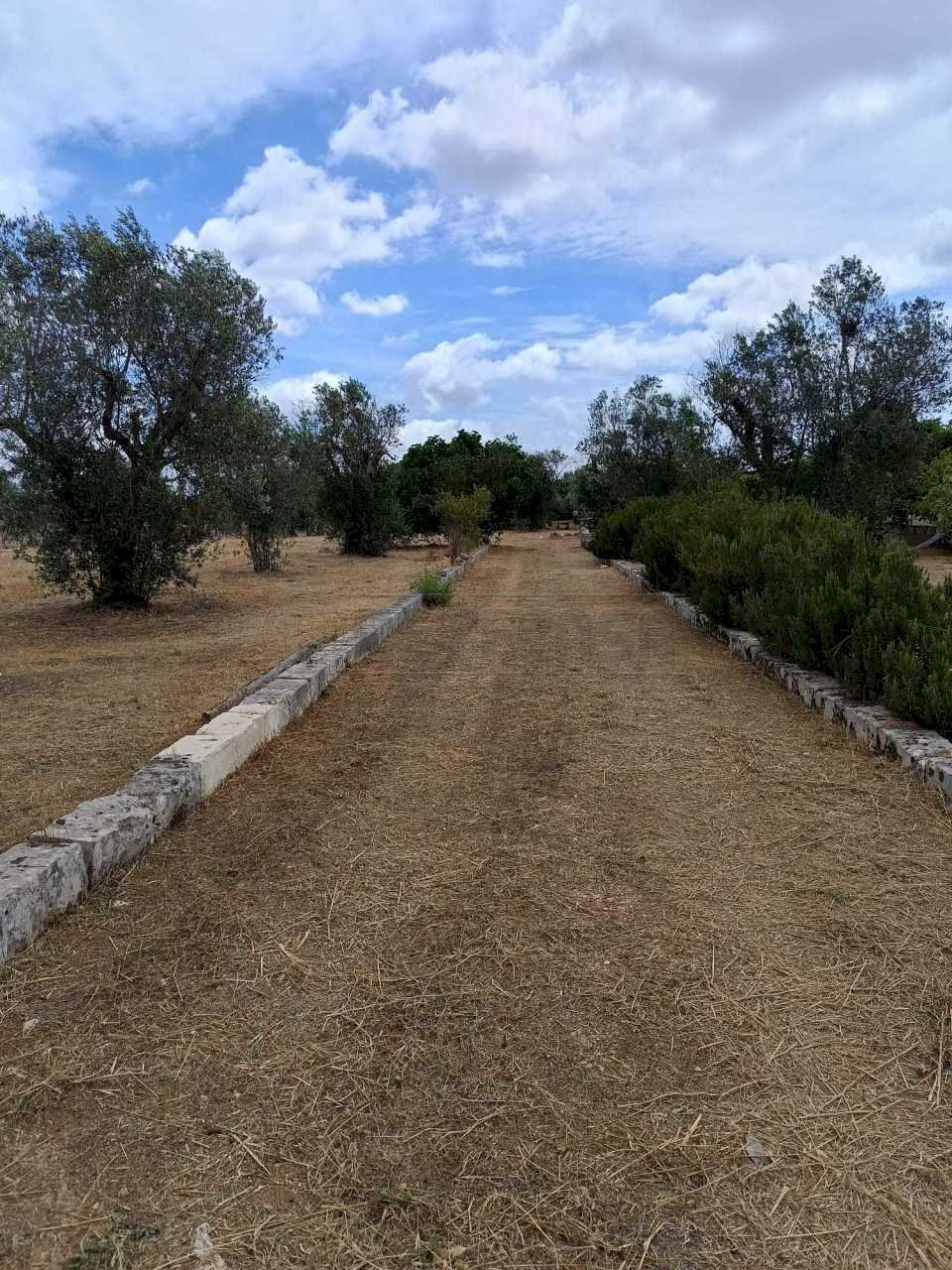 WhatsApp Image 2024-05-31 at 12.05.09(1).jpeg - Agricultural land Corigliano d'Otranto - photo 1