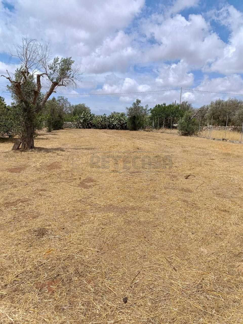 WhatsApp Image 2024-05-31 at 12.05.07(1).jpeg - Agricultural land Corigliano d'Otranto - photo 2