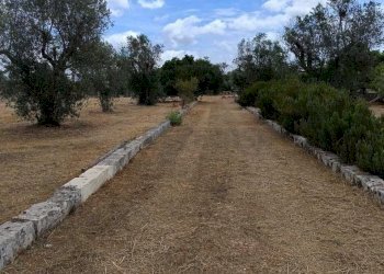 WhatsApp Image 2024-05-31 at 12.05.09(1).jpeg - Agricultural land Corigliano d'Otranto - photo 1