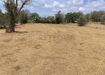 WhatsApp Image 2024-05-31 at 12.05.07(1).jpeg - Agricultural land Corigliano d'Otranto - photo 2