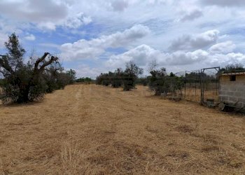 WhatsApp Image 2024-05-31 at 12.05.08(2).jpeg - Agricultural land Corigliano d'Otranto - photo 5