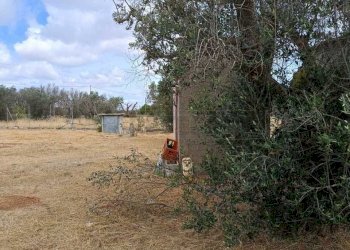 WhatsApp Image 2024-05-31 at 12.05.08(3).jpeg - Agricultural land Corigliano d'Otranto - photo 6